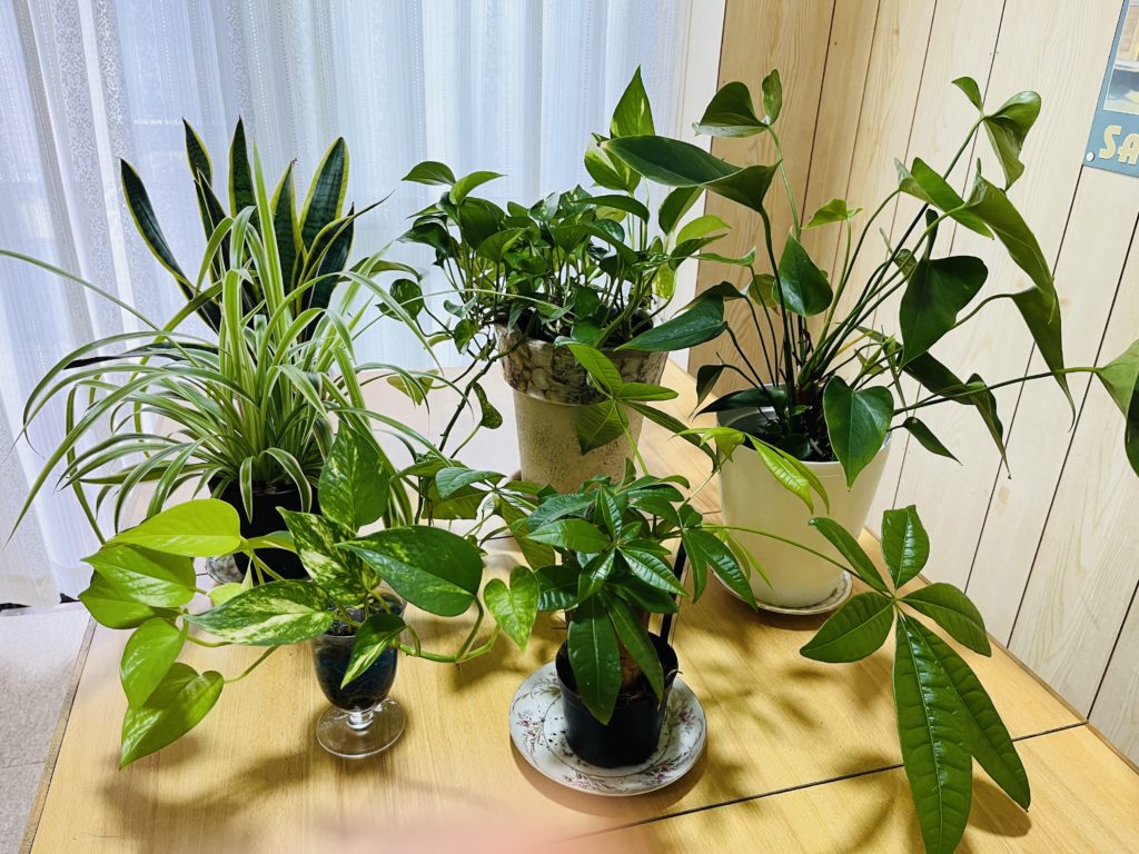 ミラパン電子スティック (15cm)：観葉植物