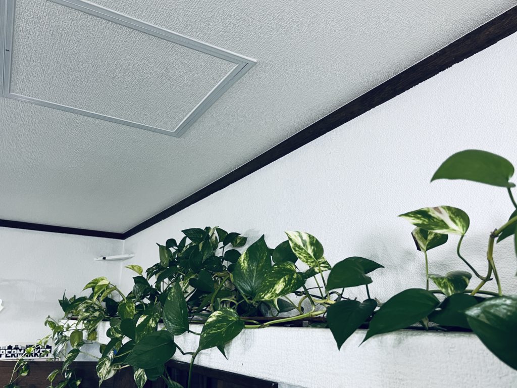 ミラパン電子スティック (15cm)：観葉植物